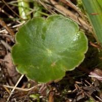 Marsh Pennywort